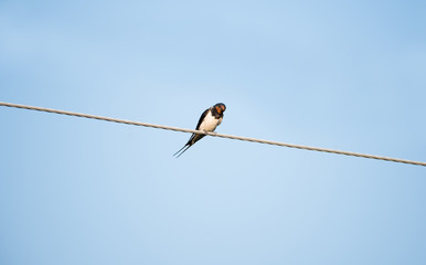 Barn swallow examines the camera from a height, tilting his head