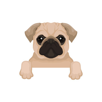 Pug puppy with cute muzzle hanging on invisible fence. Domestic animal. Small home dog. Flat vector for advertising poster or banner