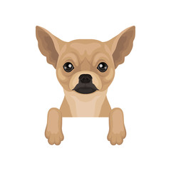 Chihuahua puppy hanging on invisible border. Home pet. Flat vector for promo poster of pet clinic or dog food packaging