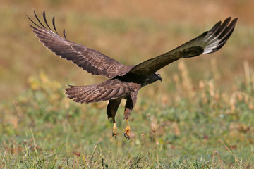 Bussard