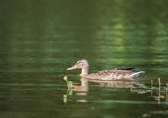 Gadwall and its reflection on the background of green water. Side view.