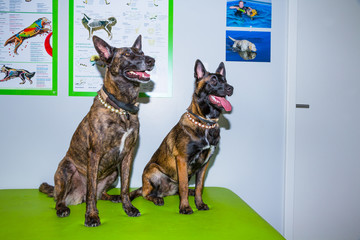 Mallnois Schäferhunde in einer Praxis