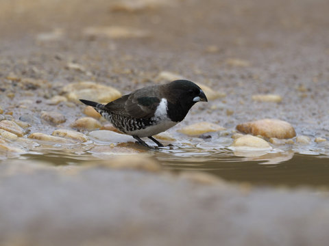 Bronze mannikin,  Lonchura cucullata