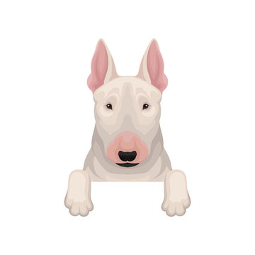 Bull terrier peeking out from border, muzzle and paws. Home pet. Flat vector element for web banner of animal shelter