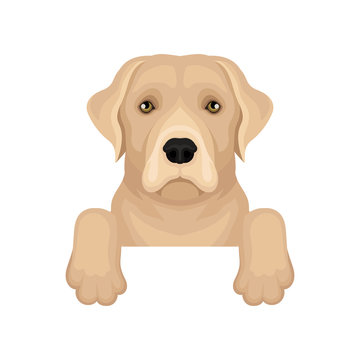 Labrador retriever hanging on border. Friendly dog with beige coat and cute muzzle. Flat vector for poster of pet shop or vet clinic
