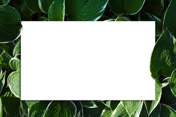 White paper between green leaves mock up