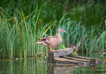 Gadwall stands on orange legs on a floating wooden pallet. Side view