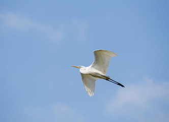 Great egret flies on  the blue sky background, wings spread and neck folded.