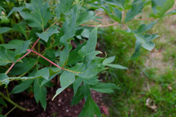 Paeonia, Souvenir de Maxime cornu