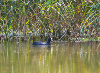 Eurasian coat looking at the camera on the typha and green water background. Side view