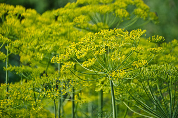 flowering fennel seeds