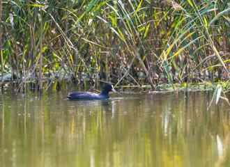 Eurasian coot holds a plant in its beak  on the green surface background.