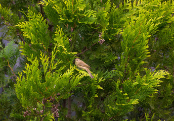 European greenfinch sitting on arborvitae Smaragd, and turned his head to the camera.