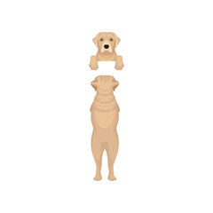 Fototapeta premium Adorable labrador retriever hanging on invisible border. Muzzle peeking out from fence and back view of full body. Flat vector design