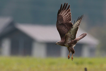 Bussard