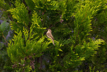 A female European greenfinch sitting in the branches of a thuja Smaragd.