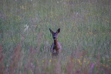 Deer staring at the camera
