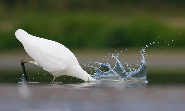 White egret hunting fish making splash of water 