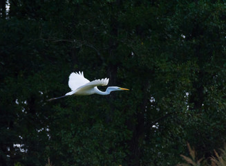 Great egret in flight  on the tree background.