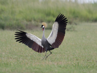 Grey crowned-crane, Balearica regulorum