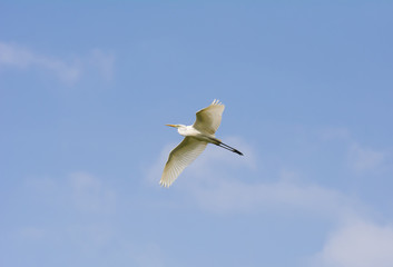 Great egret spread her wings wide and folded her neck on the blue sky background.