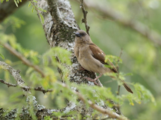 Grey-headed sparrow, Passer griseus