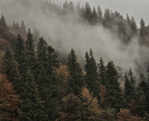 Firs and autumn trees in the fog on the mountainside.
