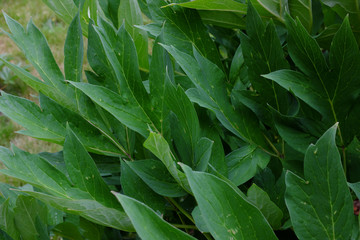 Paeonia suffruticosa