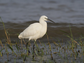 Little egret, Egretta garzetta