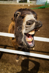 Funny donkey showing its mouth please give me carrots
