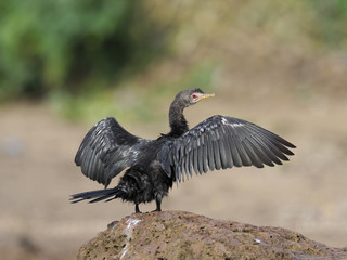 Long-tailed cormorant, Phalacrocorax africanus