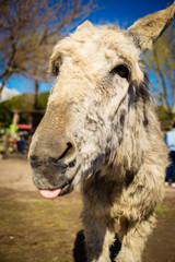 White donkey showing its tongue joking
