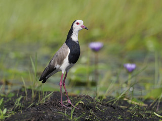 Long-toed lapwing, Vanellus crassirostris