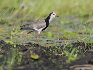 Long-toed lapwing, Vanellus crassirostris