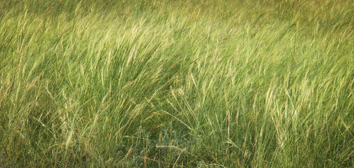 Feather grass field close up. Green grass texture. Summer plain background