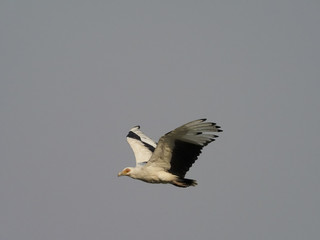 Palm-nut vulture, Gypohierax angolensis