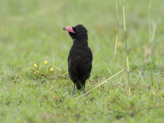 Piapiac, Ptilostomus afer