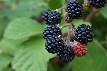 Ripening blackberries