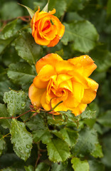 roses yellow