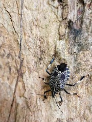 stink bug (Eocanthecona furcellata) on tree.