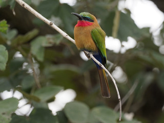 Red-throated bee-eater, Merops bulocki