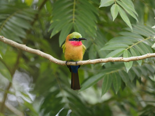 Red-throated bee-eater, Merops bulocki