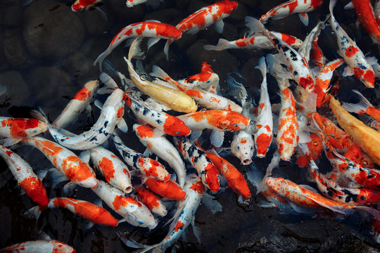 High angle view of karps in pond. Life and travel in China