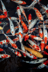 High angle view of karps in pond. Life and travel in China