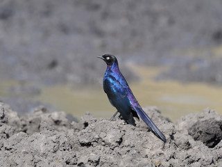Ruppels long-tailed starling, Lamprotornis purpuroptera