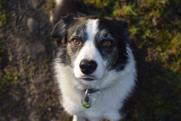 Sheepdog looking at the camera