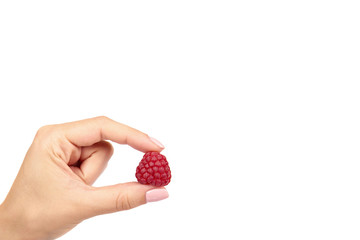 Organic fresh raspberry with hand isolated on a white background, copy space template.