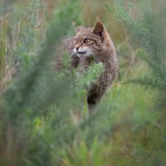 Scottish wildcat 