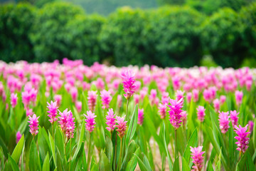 Obraz premium Pink flowers.Siam Tulip.Beautiful field of flower in National Park in Thailand.