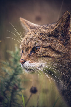 Scottish Wildcat 